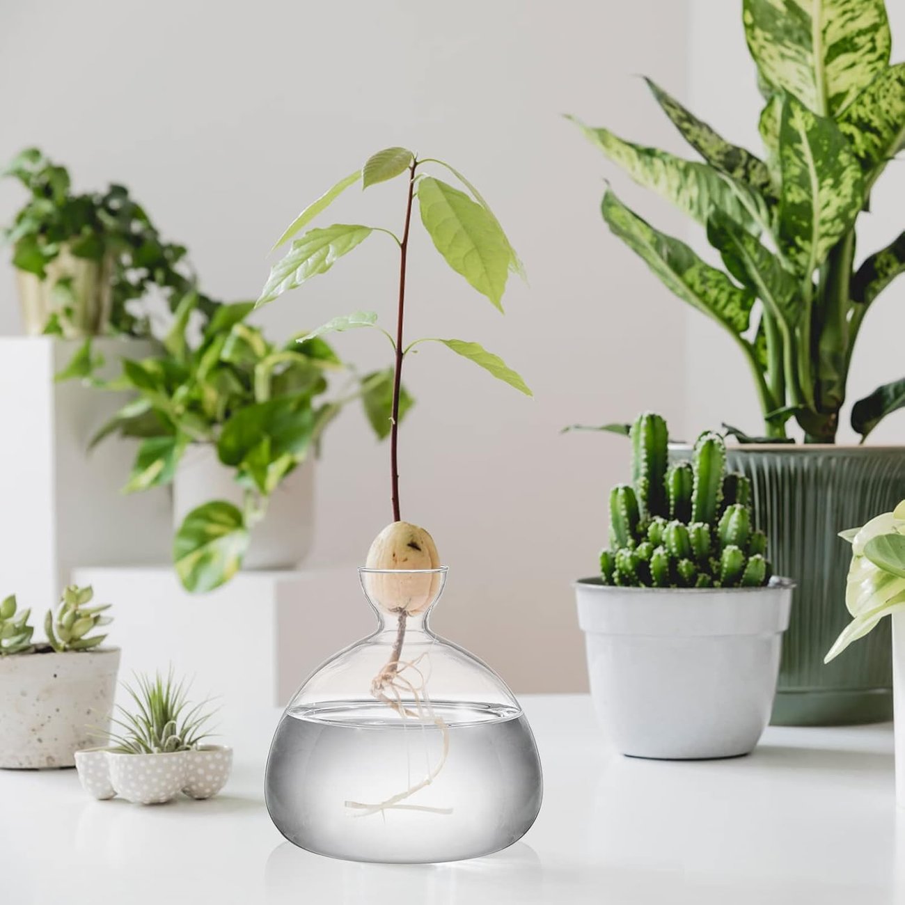 Hiceeden Aufzucht-Glas für Avocados