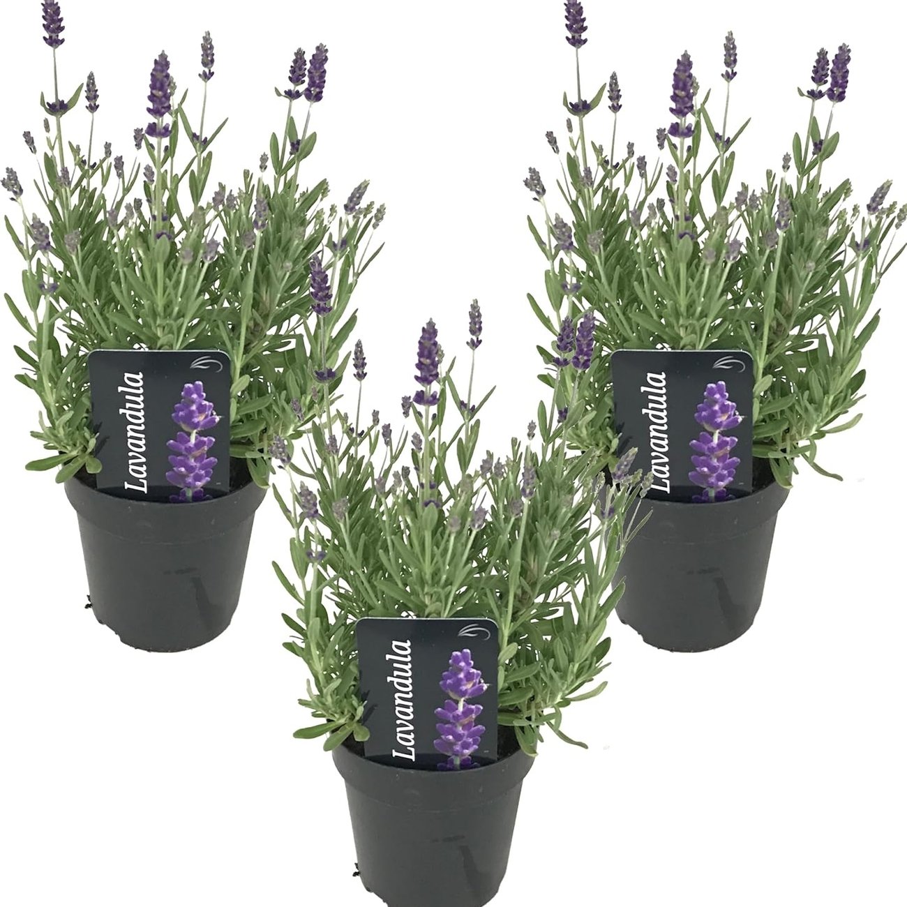 Bloomique – 3er-Set Lavendel
