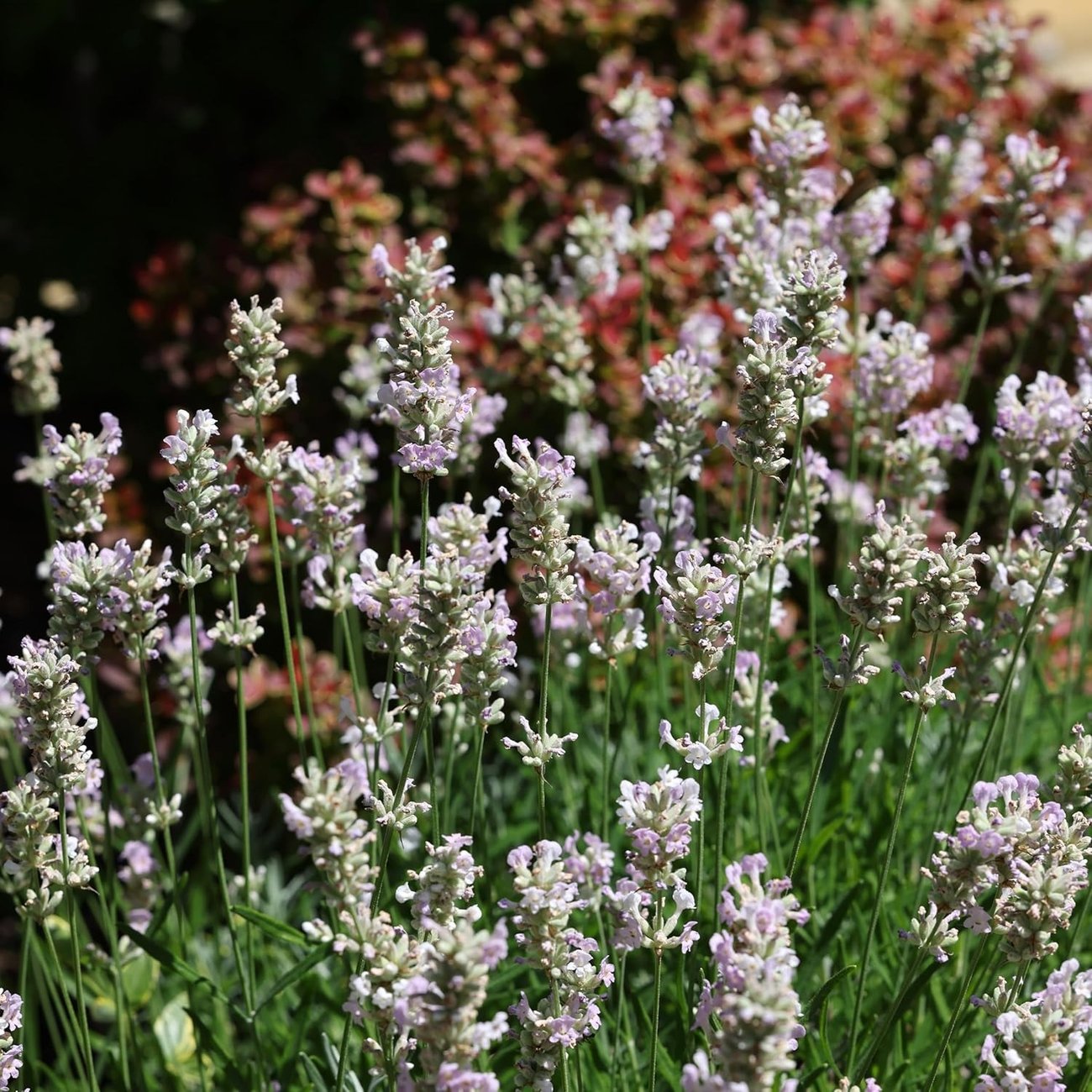 Bloomique – Weißer Lavendel im Topf (10-20 cm, 3 Pflanzen)