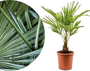 Hanfpalme Trachycarpus