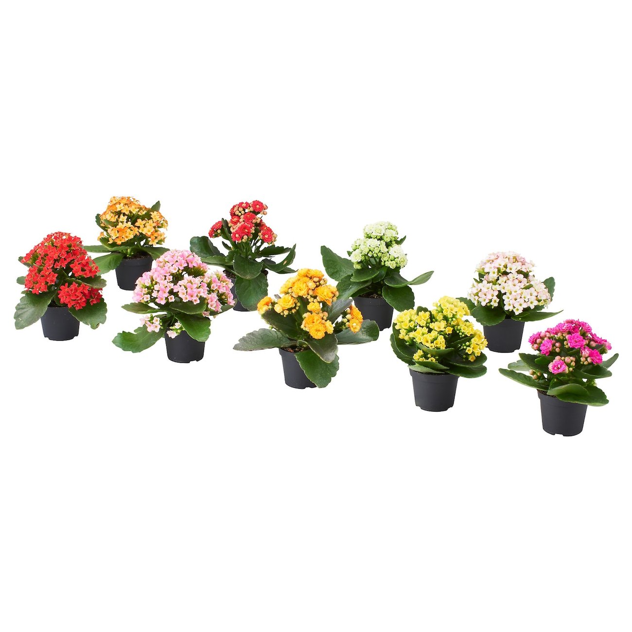 KALANCHOE Pflanze in versch. Farben