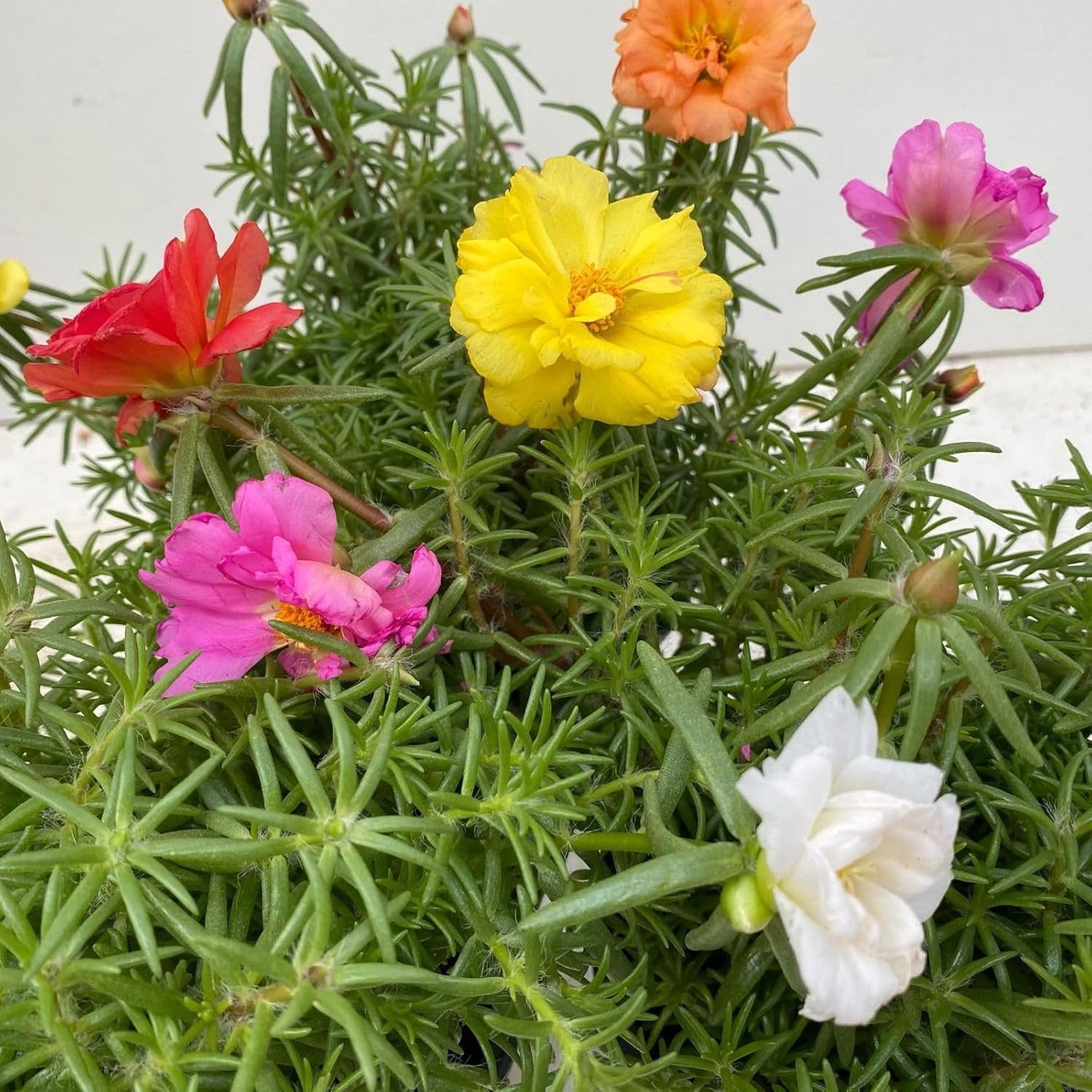 Bunte Portulakröschen-Mischung im Topf (13 cm, 6 Pflanzen)
