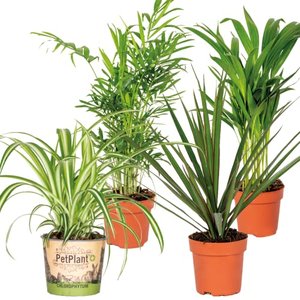 4x Luftreinigungsmischung - Zimmerpflanze