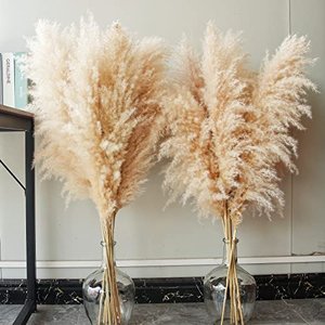 10 Stück Pampas Grass groß