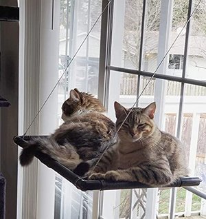 Dracarys Katzen Hängematte fürs Fenster