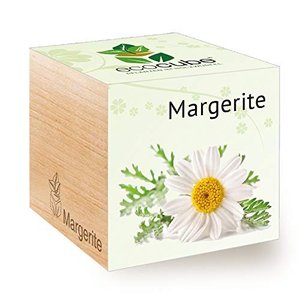Margeriten-Anzucht,100% EcoFriendly