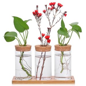 Fentar Ableger Pflanzen Glas