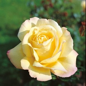 Edelrose Gloria Dei in lichtgelb mit rosa Rand - Duftrose winterhart