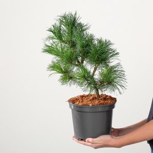 Mädchenkiefer 'Schoons Bonsai'