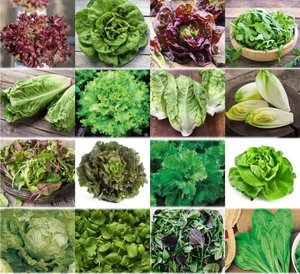 Salate Saat 16 x 100 Saatgut Salat Mix 100% Natursamen handverlesen aus Portugal, seltene und alte S