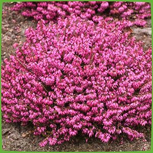 Winterheide - Erica carnea - mit purpur-roten, feurigen Blüten