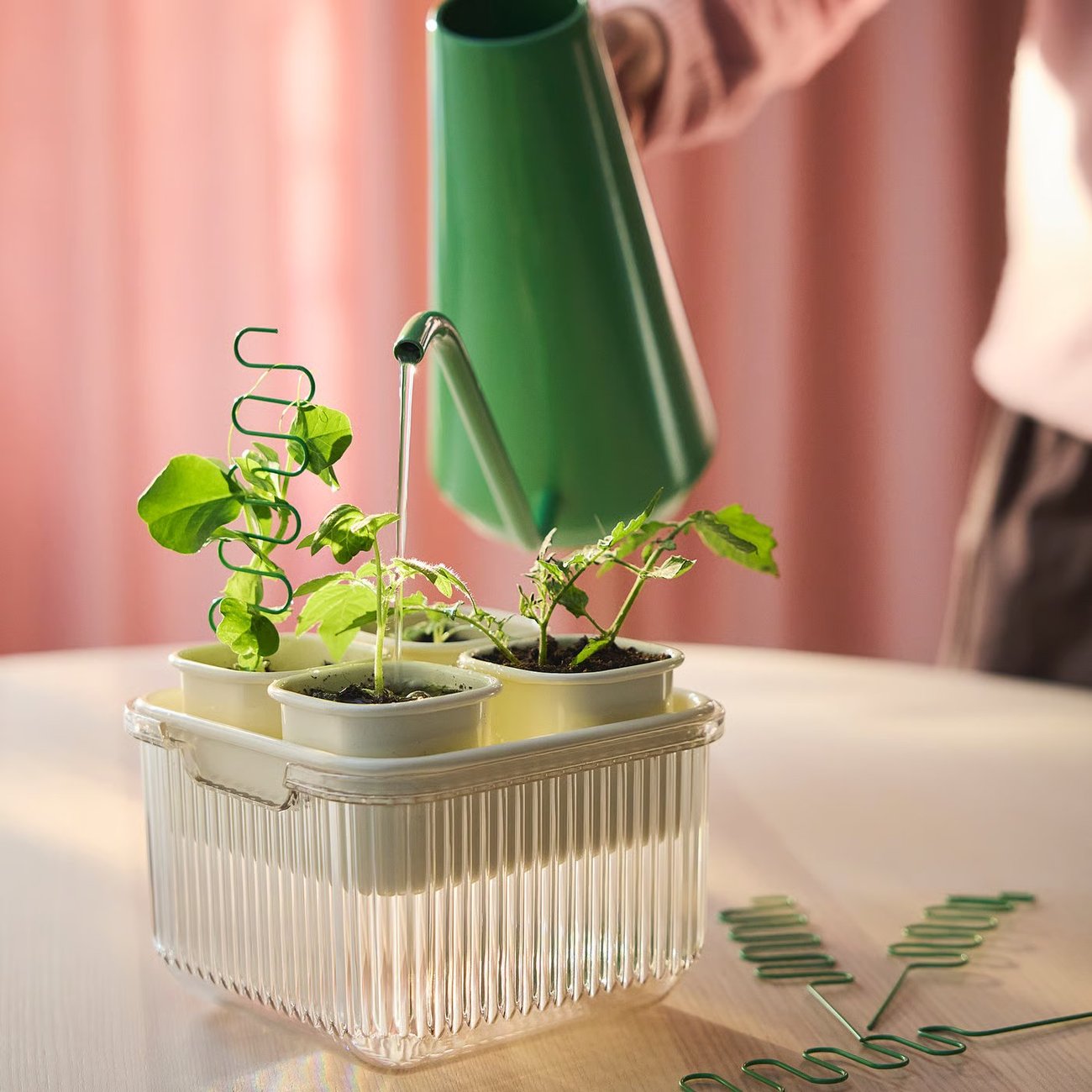 DOFTRIPS Anzucht-Set