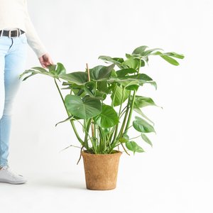 Monstera Deliciosa - plastikfrei