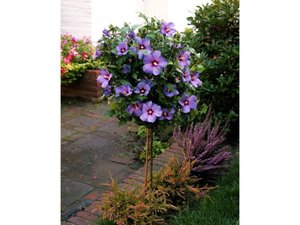 Hibiskus Oiseau bleu zum Stämmchen gezogen, blau blühend