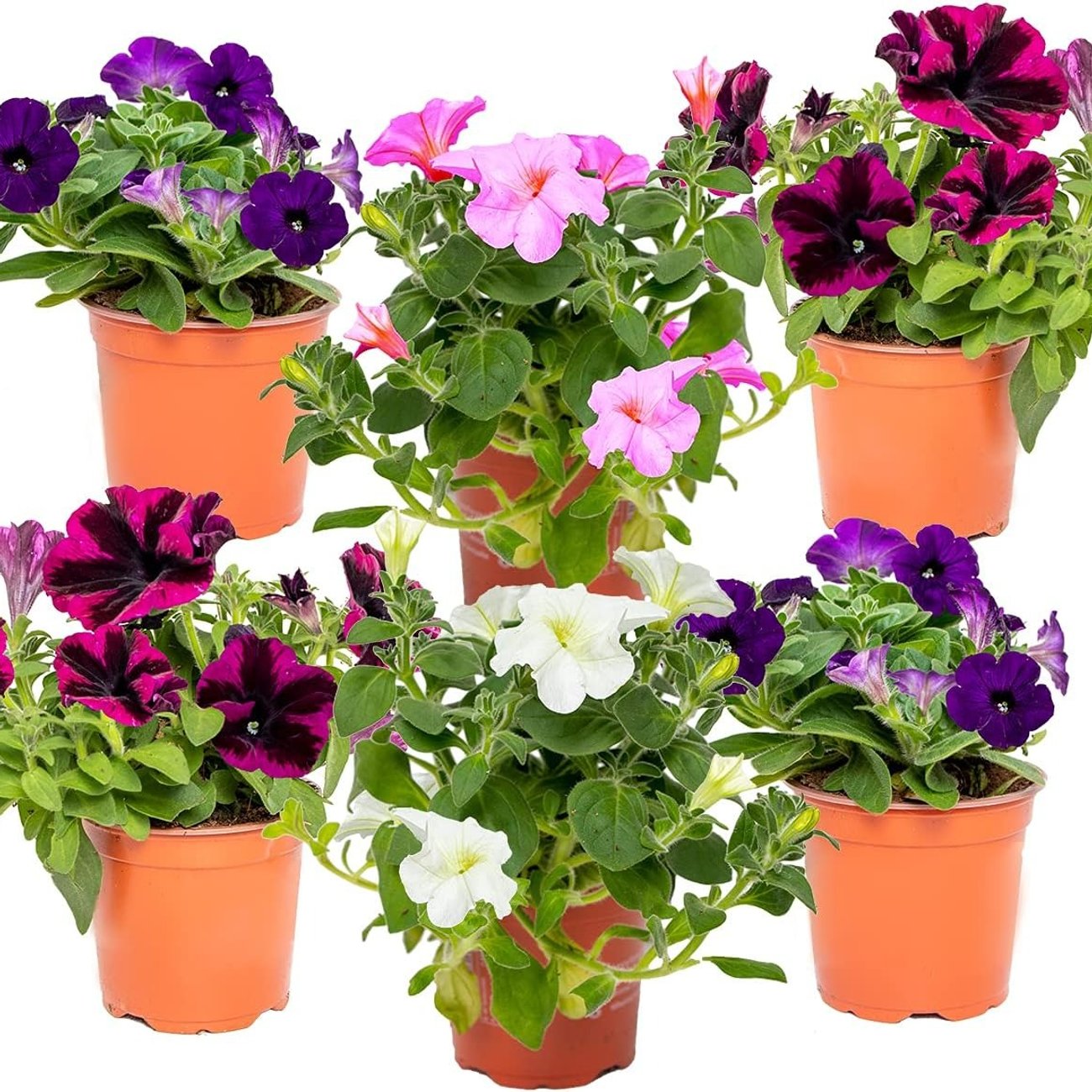 6x Petunia Surfinia – Großblumige Hängepetunie (im Topf 10-15 cm)