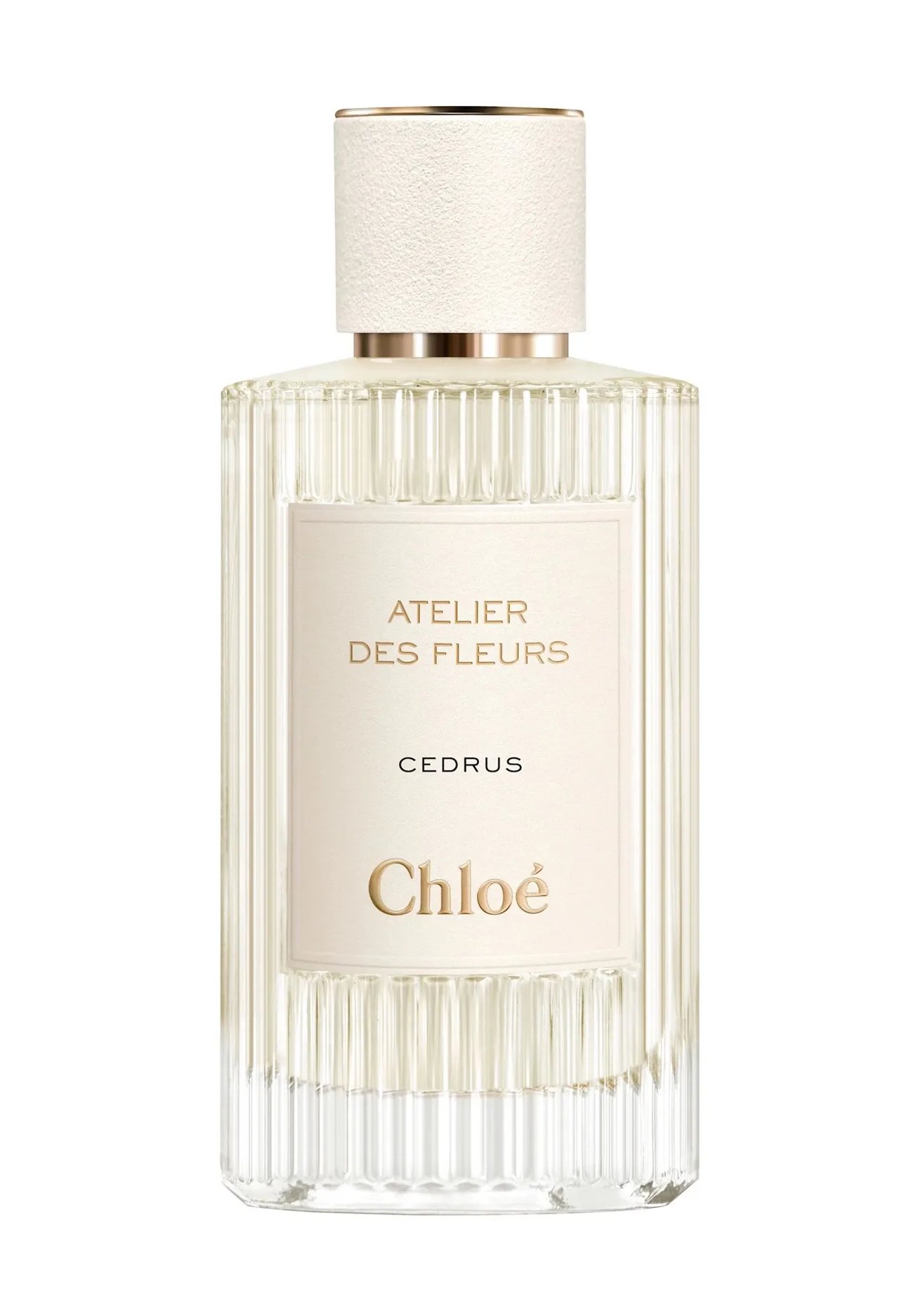 Chloé - Atelier des Fleurs Cedrus