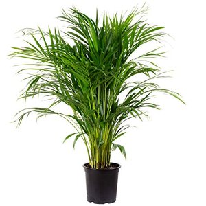 Areca-Palme