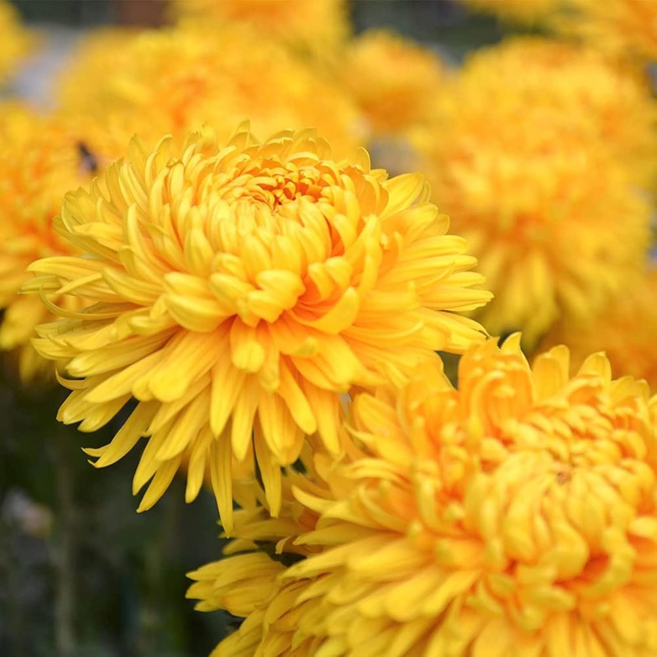 Chrysanthemen, Pflanzensamen