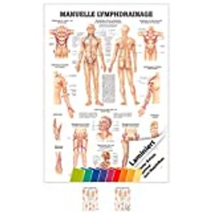 Lehrposter: Anatomie für manuelle Lymphdrainage und Massage