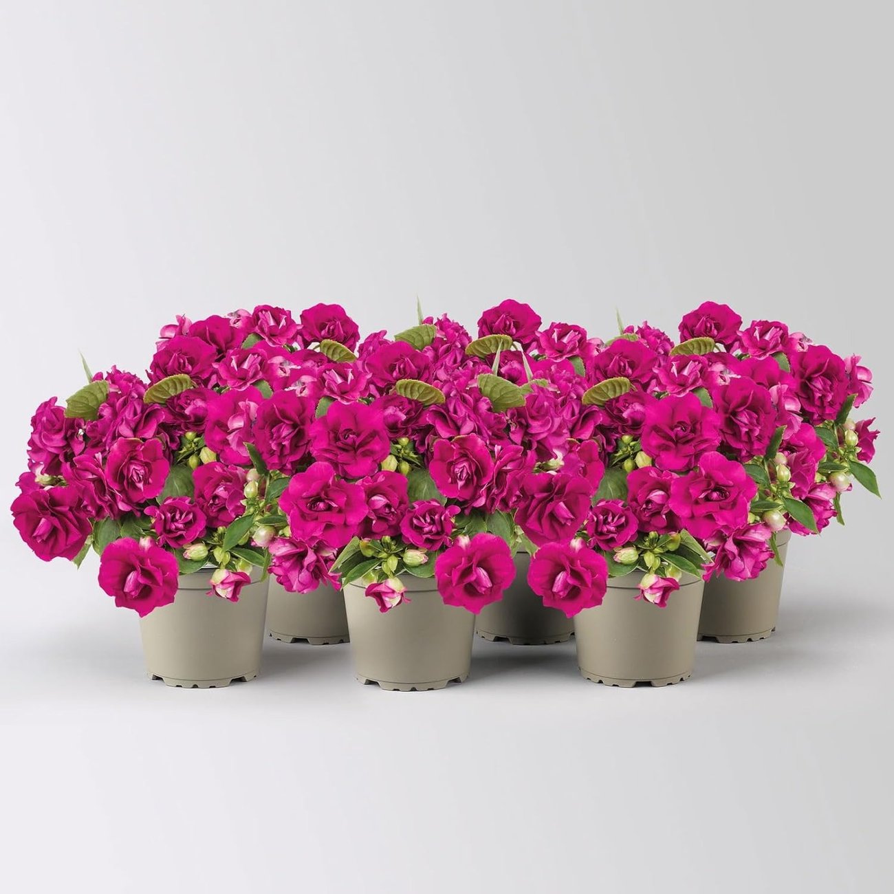 Fleißiges Lieschen „Burgundy“, dunkelrot/pink im Topf (12 cm, 6 Pflanzen)